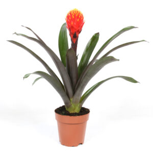 Guzmania 'Tala' (Knotsbromelia) P 12 cm