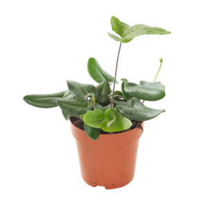 Hartjesvaren (Hemionitis Arifolia) - P 12 cm