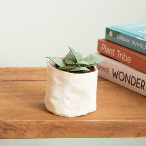 Hoya Krohniana Eskimo - P5