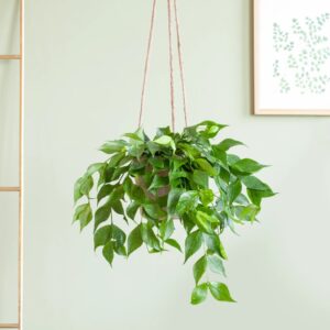 Hoya Polyneura - P12