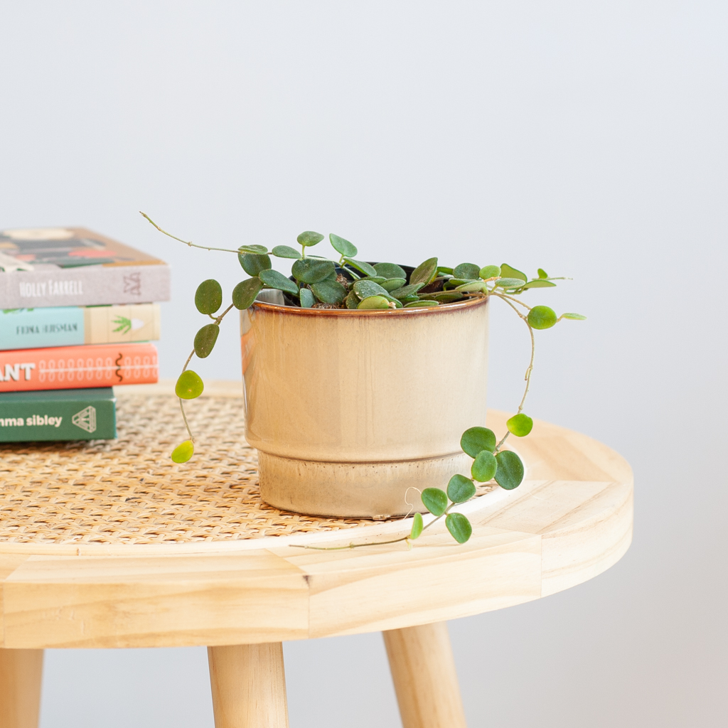 Hoya Serpens - P11 1 Hoya Serpens - P11