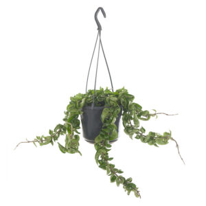 Hoya Carnosa 'Compacta' (Krinkle Kurl) - P 15 cm