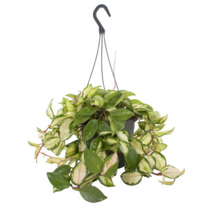 Hoya Carnosa Tricolor - P 19 cm