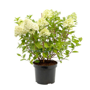 Pluimhortensia wit (Hydrangea Paniculata) P 23 cm