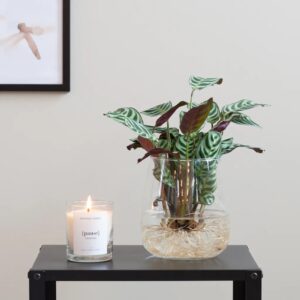 Ctenanthe Burle Marxii in Modena Vaas - DIY