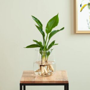 Strelitzia in Modena Vaas - DIY
