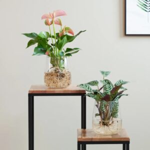 plantje.nl Hydroponie Duo Kamerplanten Ctenanthe Burle Marxii, Anthurium, Groen, Rood, Vaas, Groeit op water, Makkelijk te verzorgen