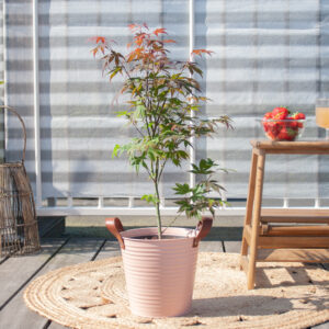 Acer Palmatum - Japanse Esdoorn - P19