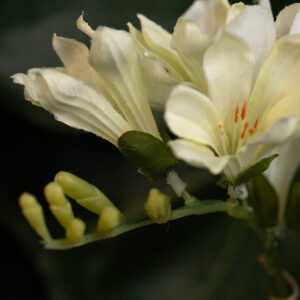 Freesia Kunsttak 53cm Creme