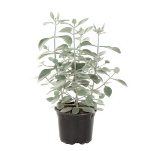 Kalanchoe Hildebrandtii (vetplant) - P 17 cm