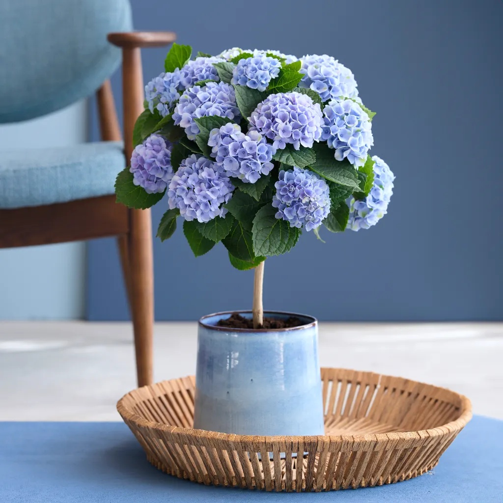 Hortensia Magical op stam (blauw) - Hydrangea Revolution - P14 1 Hortensia Magical op stam (blauw) - Hydrangea Revolution - P14