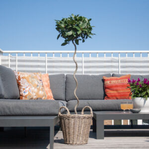 Laurus Nobilis - Laurierboom - P20