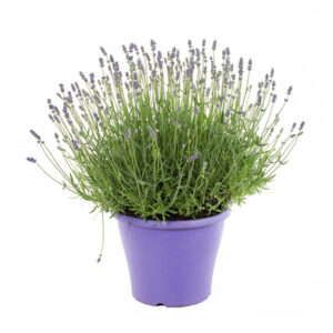 Lavendelplant (Lavandula 'Essence Pure') P 23 cm
