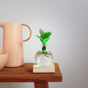 Clusia Rosea Lichtplantje Multicolour