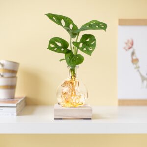 plantje.nl Hydroponie, Monstera Gatenplant, Makkelijke kamerplanten, Slaapkamer planten, Groene Kamerplanten, Woonkamer, Plant cadeau, Kamerplanten