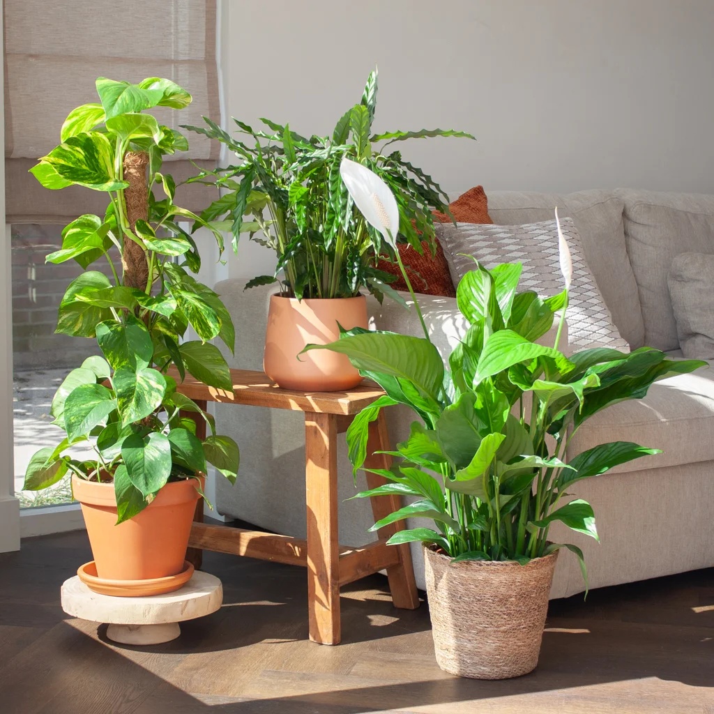 Luchtzuiverende Plantenbox - Groot (3 stuks) 1 Luchtzuiverende Plantenbox - Groot (3 stuks)