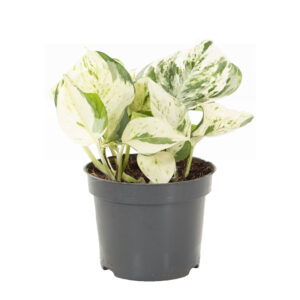 Epipremnum Scindapsus 'Happy Leaf' - P 12 cm