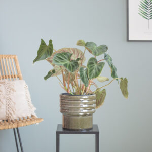 Philodendron Verrucosum - P15