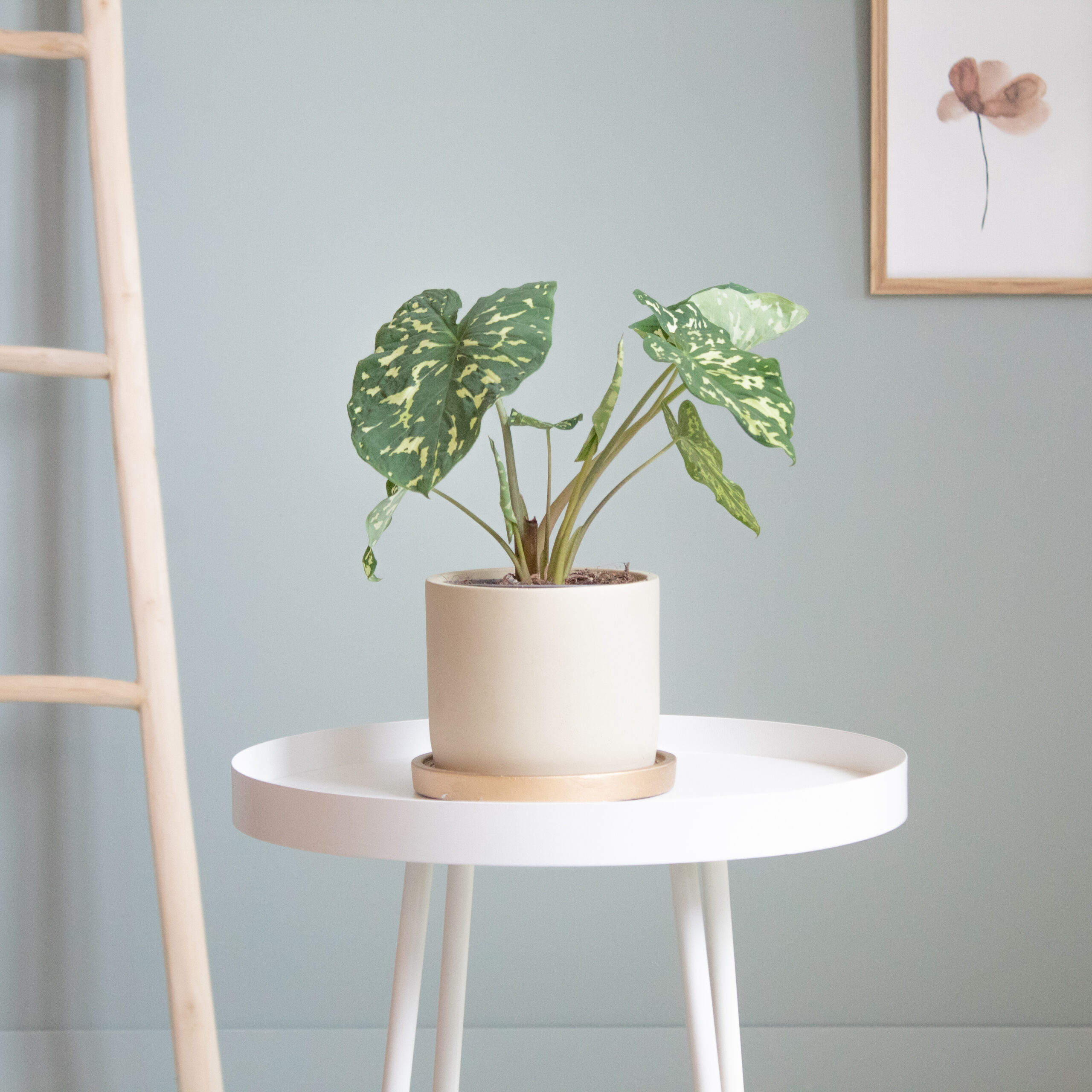 Colocasia Hilo Beauty - P13 1 Colocasia Hilo Beauty - P13