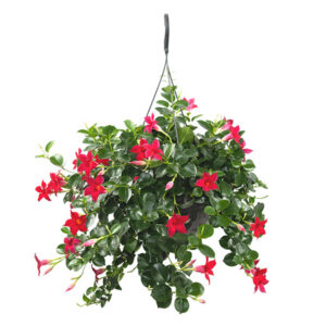 Mandevilla rood (hangplant) - P 26 cm