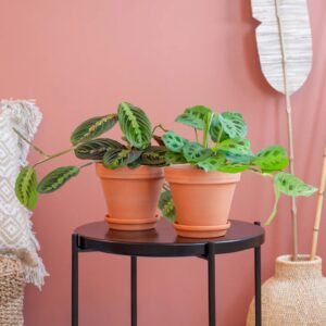 Maranta Leuconeura Duo - Gebedsplanten - P12