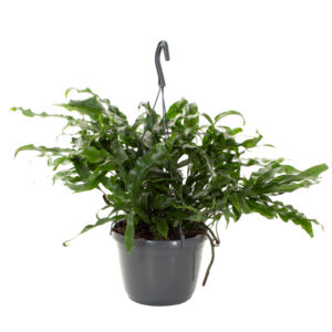 Microsorum Diversifolium (Kangaroevaren) - P 18 cm