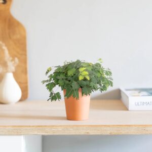 plantje.nl Mini Mimosa Pudica Kamerplant, Groene Groen