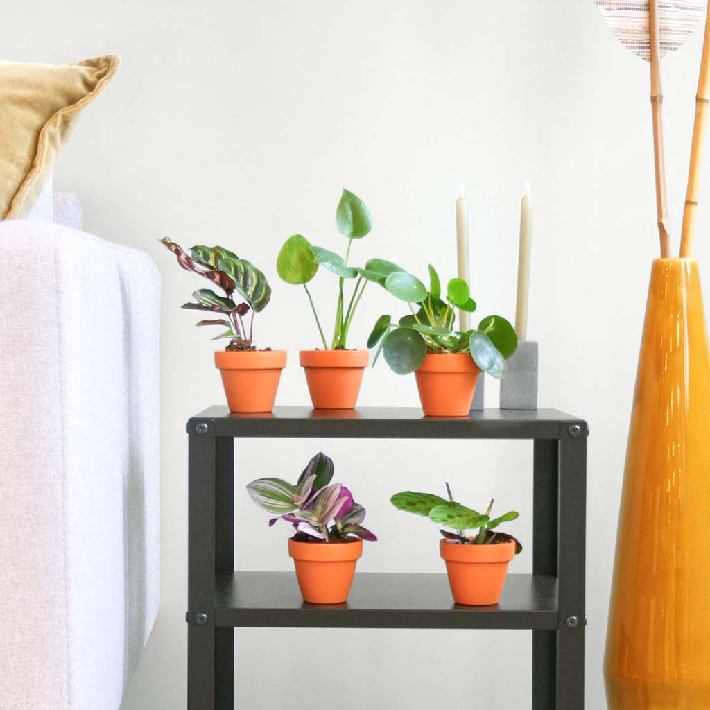 Mini Urban Jungle Box (5 stuks) 1 Mini Urban Jungle Box (5 stuks)