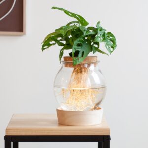 Monstera Adansonii Lichtplant XL