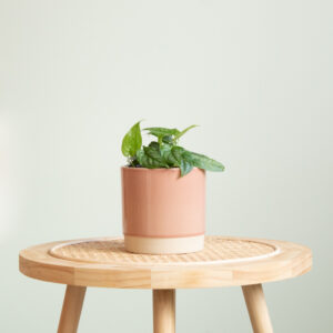 Monstera Siltepecana - P12