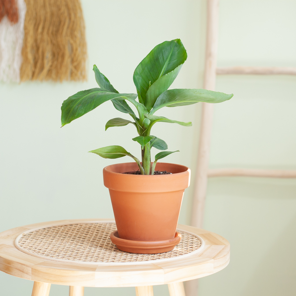 plantje.nl Musa Tropicana, Bananenplant, Groen, Grote bladeren, Produceert geen bananen in de huiskamer, Exotische sfeer, Snelle groeier, Geschikt 1 plantje.nl Musa Tropicana, Bananenplant, Groen, Grote bladeren, Produceert geen bananen in de huiskamer, Exotische sfeer, Snelle groeier, Geschikt