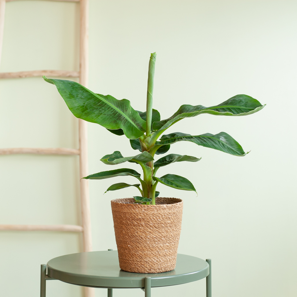 Musa Tropicana (Bananenplant) - P17 1 Musa Tropicana (Bananenplant) - P17