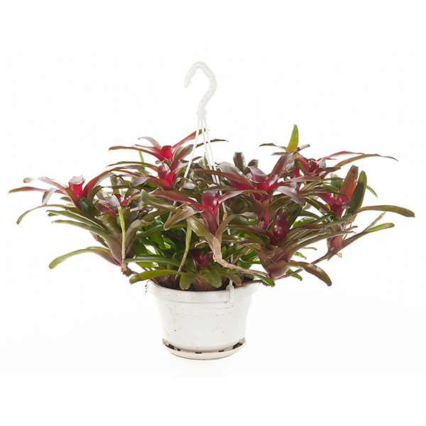 Neoregelia Fireball (Bromelia) - P 21 cm 1 Neoregelia Fireball (Bromelia) - P 21 cm