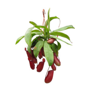 Nepenthes Bloody Mary - P 14 cm