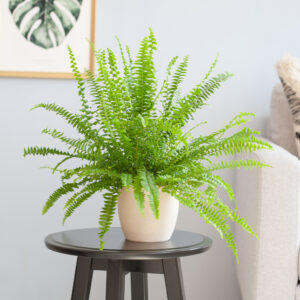 plantje.nl Krulvaren, Groen