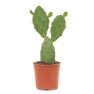 Schijfcactus (Opuntia Vulgaris) - P 17 cm