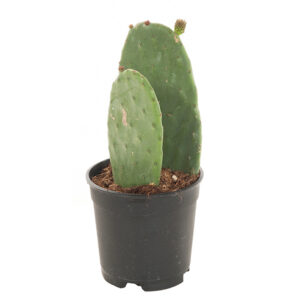 Opuntia Ficus Indica (schijfcactus) P 17