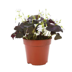 Geluksklaver donker (Oxalis Triangularis) - P 12 cm