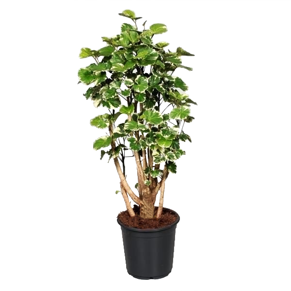 Polyscias Balfouriana Variegata (Aralia) P 21 cm 1 Polyscias Balfouriana Variegata (Aralia) P 21 cm