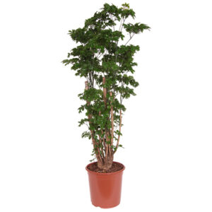 Polyscias 'Roble' (Aralia) - P 24 cm