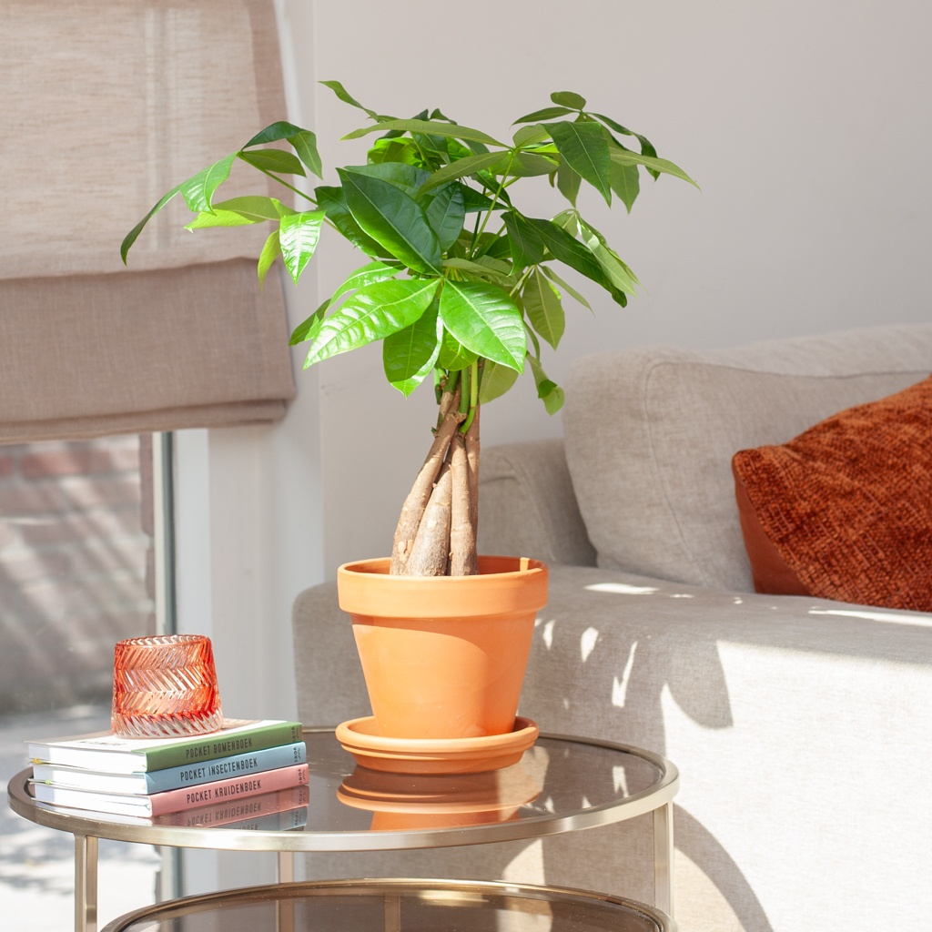 plantje.nl Pachira Aquatica (Geldboom) Kamerplanten, Groen, Gevlochten Stam, Groene Bladeren, Luchtzuiverend, Geschikt voor beginners 1 plantje.nl Pachira Aquatica (Geldboom) Kamerplanten, Groen, Gevlochten Stam, Groene Bladeren, Luchtzuiverend, Geschikt voor beginners