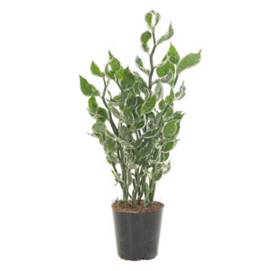 Pedilanthus Tithymaloides 'Mystery Planet' - P 12 cm