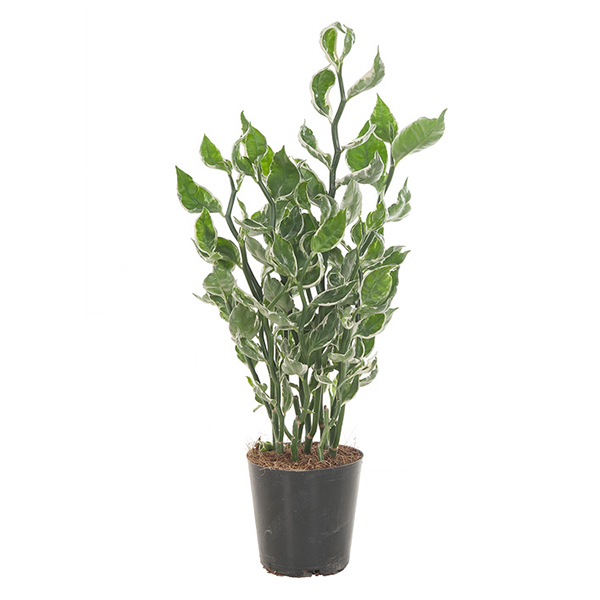 Pedilanthus Tithymaloides 'Mystery Planet' - P 12 cm 1 Pedilanthus Tithymaloides 'Mystery Planet' - P 12 cm