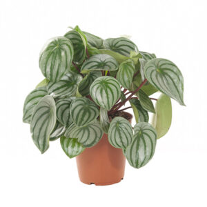 Watermeloenplant (Peperomia Argyreia) - P 15 cm