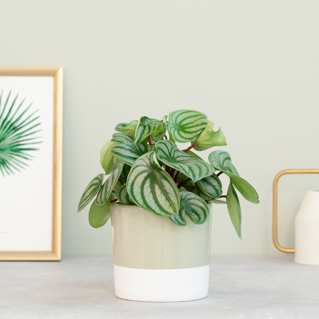 plantje.nl Kind en huisdiervriendelijke planten,Kleine planten,Kantoorplanten,Groene Kamerplanten,Woonkamer,Kamerplanten,Pasen Peperomia 1 plantje.nl Kind en huisdiervriendelijke planten,Kleine planten,Kantoorplanten,Groene Kamerplanten,Woonkamer,Kamerplanten,Pasen Peperomia