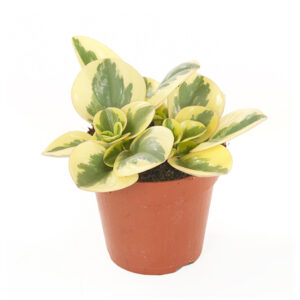Peperomia Obtusifolia Variegata - P 12 cm