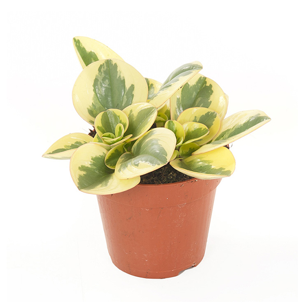 Peperomia Obtusifolia Variegata - P 12 cm 1 Peperomia Obtusifolia Variegata - P 12 cm