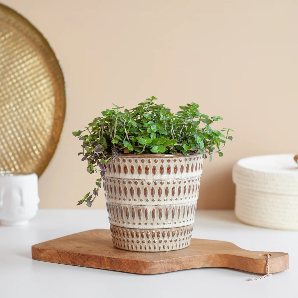 Callisia Repens Turtle - P12 1 Callisia Repens Turtle - P12