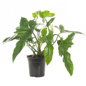 Philodendron Golden Dragon - P 19 cm