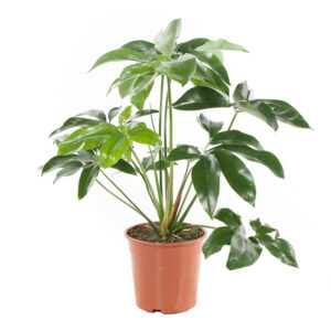 Philodendron Green Wonder - P 24 cm